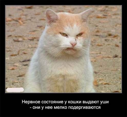 Интересные факты о кошках в картинках Интересные факты о кошках в картинках
