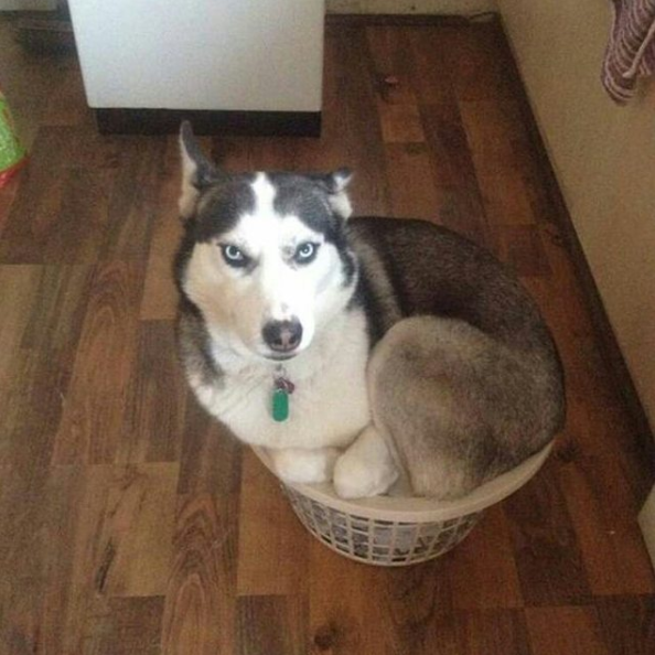 Очаровательные хаски