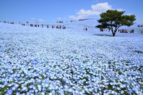 Приморский парк Хитачи расцвёл голубым цветом (13 фото)