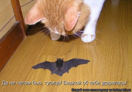 котомашечки от Лисицы))
