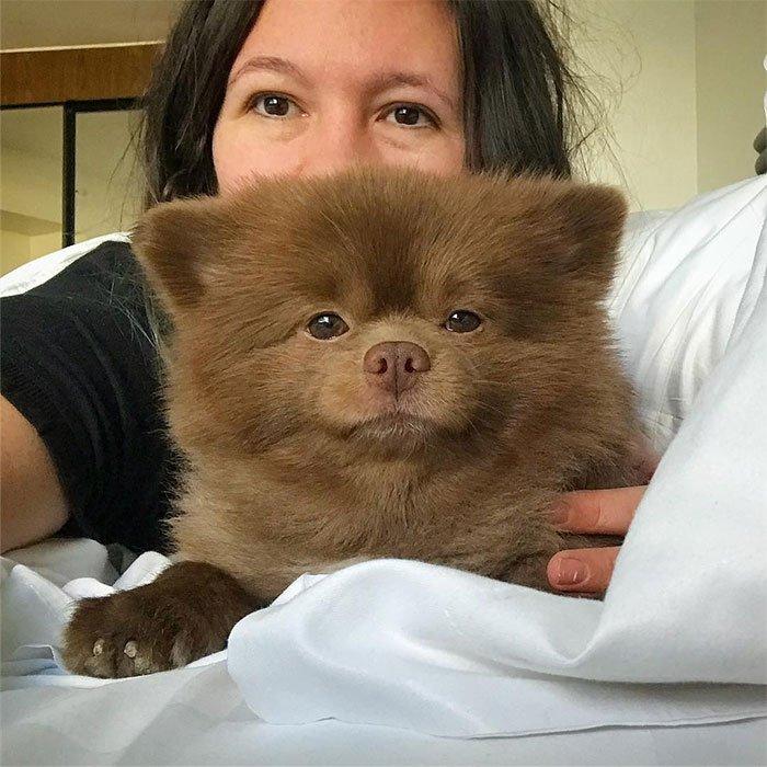Заводчик отказался от померанского шпица и теперь жалеет. Заводчик отказался от померанского шпица и теперь жалеет.