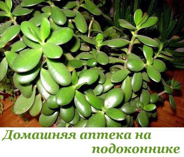 Домашняя аптека на подоконнике
