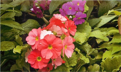 Primula-obratnokonicheskaya