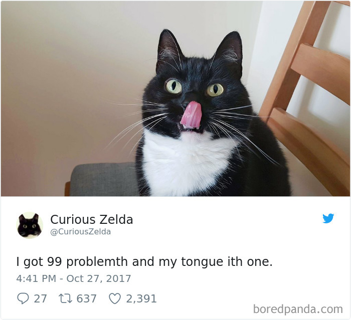 Curious-Zelda-Cat-Tweets