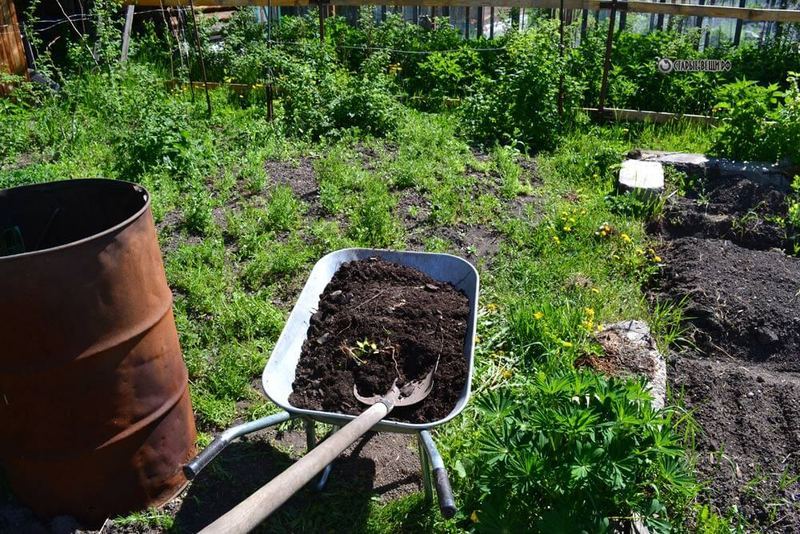 парник из бочки для огурцов своими руками. Смотреть фото парник из бочки для огурцов своими руками. Смотреть картинку парник из бочки для огурцов своими руками. Картинка про парник из бочки для огурцов своими руками. Фото парник из бочки для огурцов своими руками парник из бочки для огурцов своими руками. Смотреть фото парник из бочки для огурцов своими руками. Смотреть картинку парник из бочки для огурцов своими руками. Картинка про парник из бочки для огурцов своими руками. Фото парник из бочки для огурцов своими руками