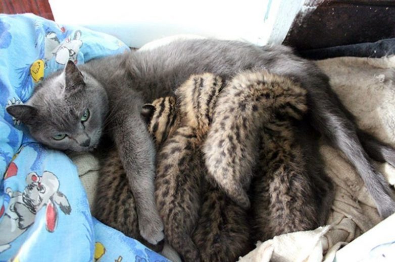 Диких дальневосточных котят усыновила обычная кошка