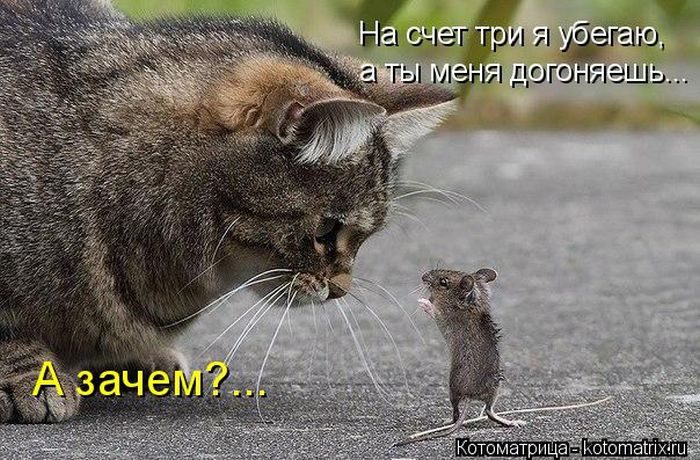 Лучшие котоматрицы недели