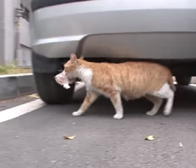 Кошка несет пакет Кошка возле машины
