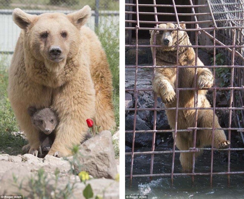 Спасенная из клетки у армянского ресторана медведица Даша родила двух милых медвежат...
