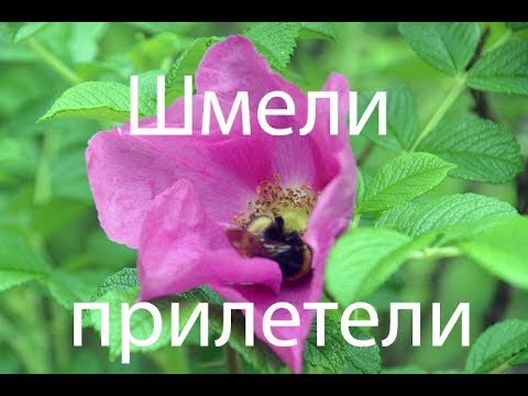 Из жизни шмелика Из жизни шмелика