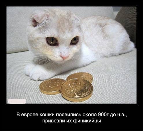 Интересные факты о кошках в картинках Интересные факты о кошках в картинках