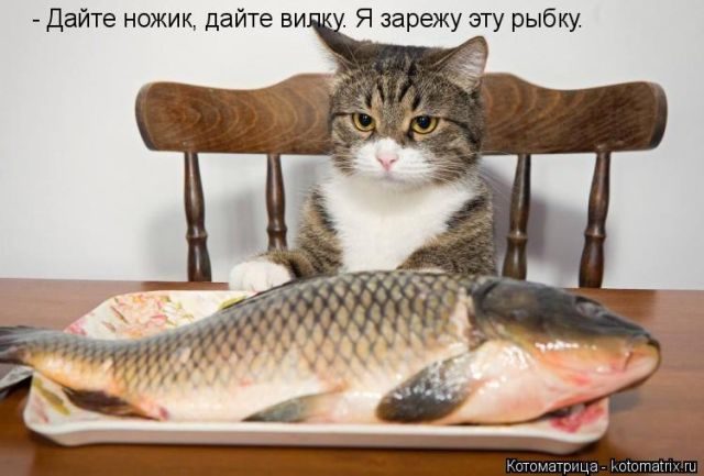 Самые свежие котоматрицы )) Самые свежие котоматрицы ))