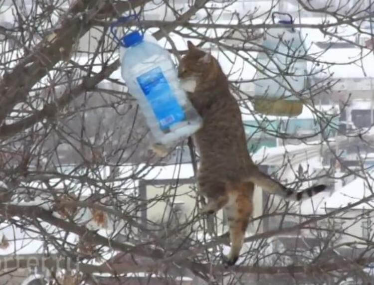 Кот ловко стащил сало из кормушки для синиц)