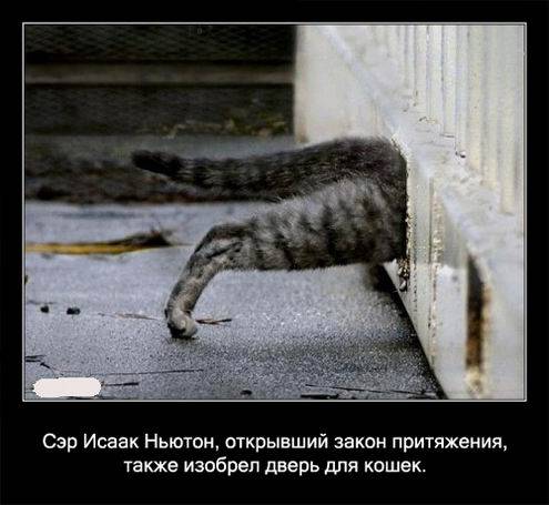 Интересные факты о кошках в картинках Интересные факты о кошках в картинках
