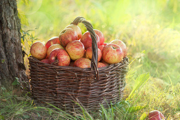 Опавшие яблоки – отличное удобрение. Тонкости и правила приготовления великолепной подкормки