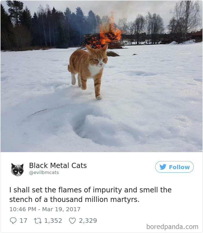 Black-metal-cats-lyrics-tweets