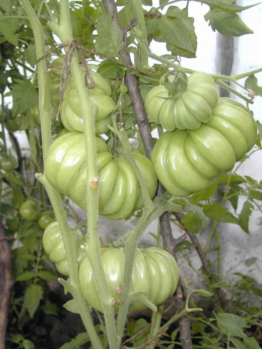 Куст томата Лотарингская красавица