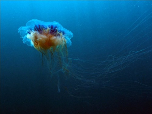 Гигантская арктическая медуза (лат. Ceanea arctica) (англ. Giant  Jellyfish)