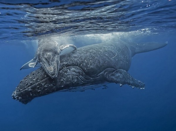 Подборка лучших снимков от National Geographic (30 фото)