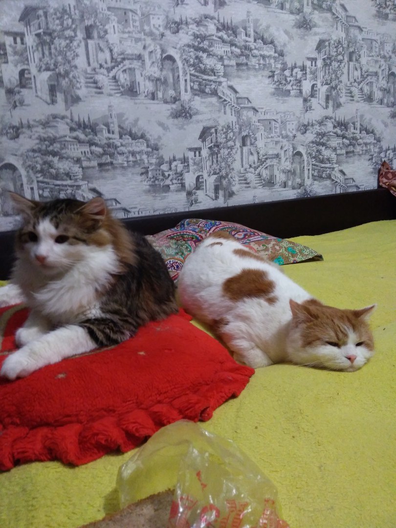 коты