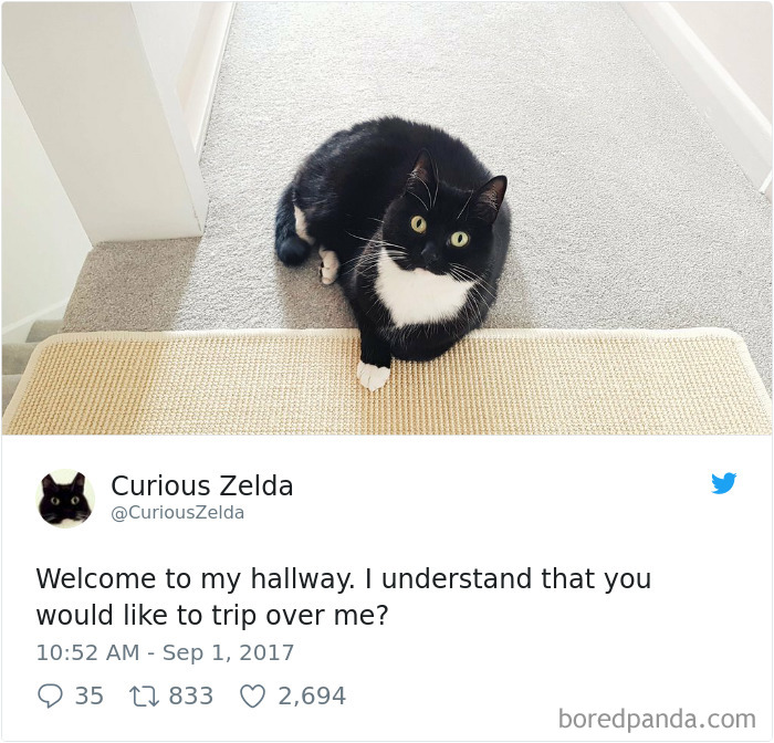 Curious-Zelda-Cat-Tweets