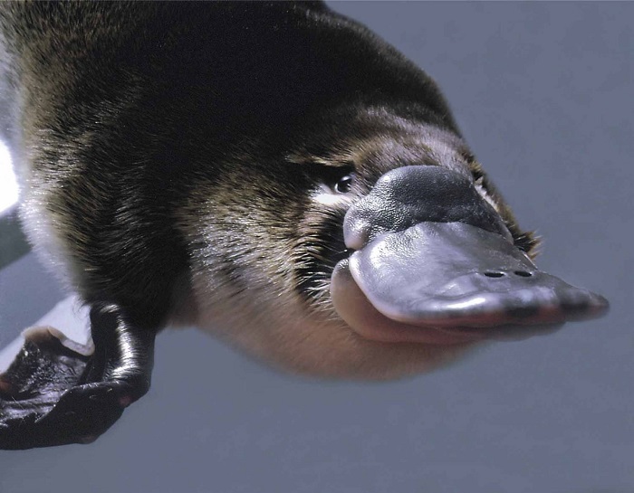 3043090