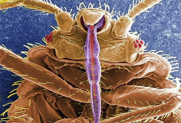 Клопы везде, клопы повсюду: мерзотнейшие факты о мерзотнейших насекомых