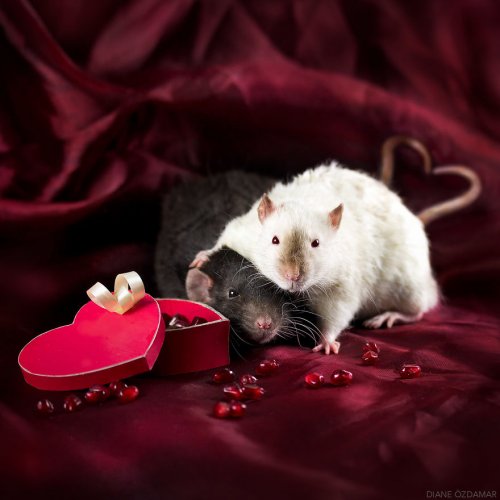 Фотографии прелестных крыс, ломающие стереотипы об этих животных (19 фото)