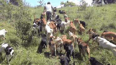 Самый настоящий Собачий Рай Самый настоящий Собачий Рай