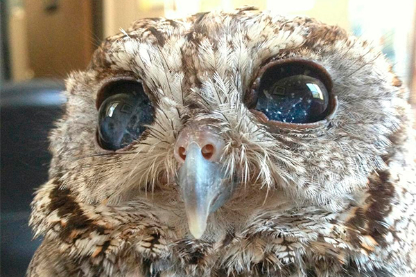 Ученые спасли сову с космическими глазами