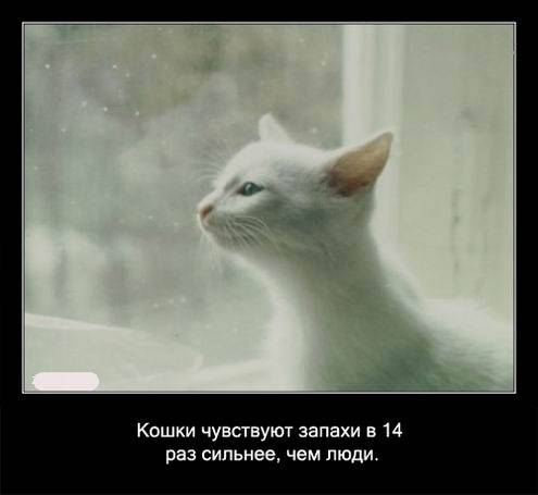 Интересные факты о кошках в картинках Интересные факты о кошках в картинках