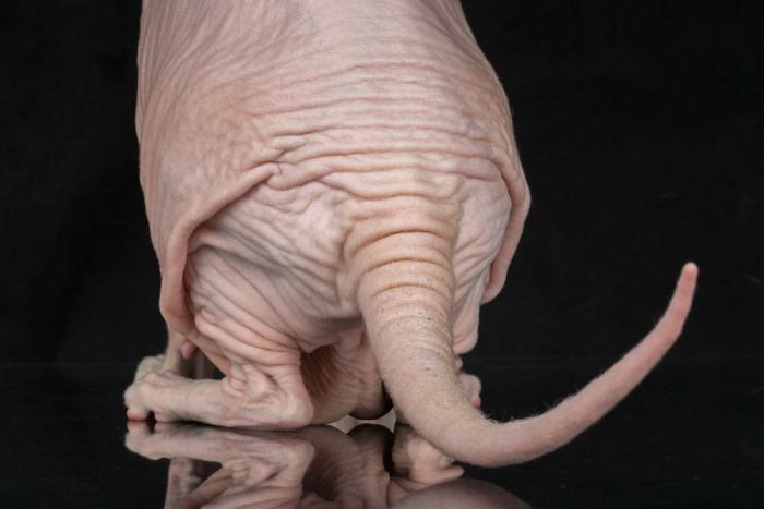 10+ Photos Of Hairless Cats That Will Remind You Of Aliens