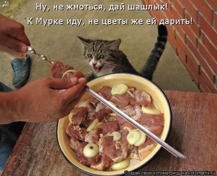 Котоматрицы великолепные, каждая с доброй улыбкой!!!