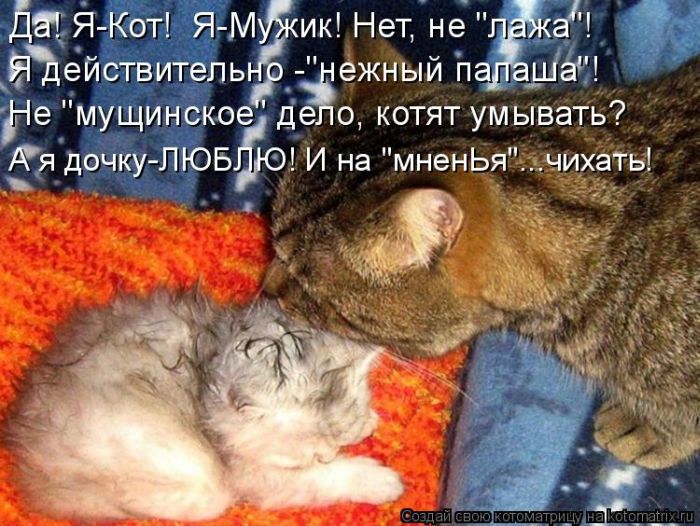 Лучшие котоматрицы недели (50 фото)