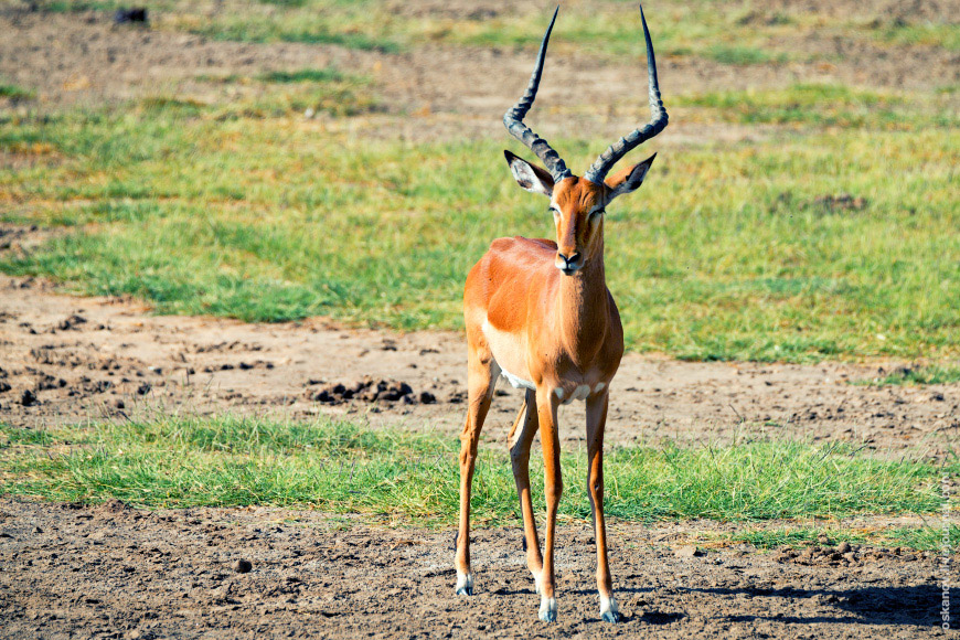 Импала (Aepyceros melampus)