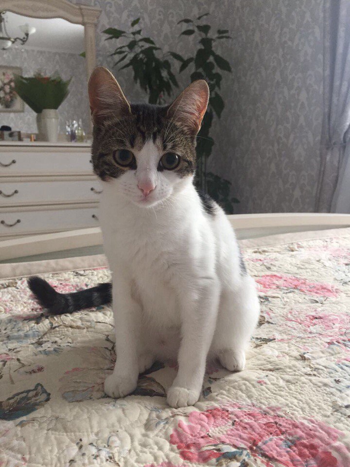 Я-то знаю, ну просто чувствую, что я - кошка необычная! Я-то знаю, ну просто чувствую, что я - кошка необычная!