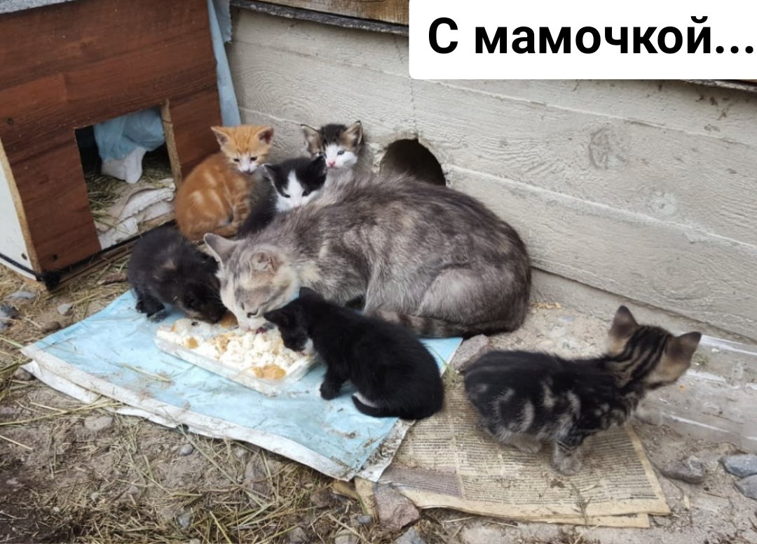 Разъезжаются все дачники и дальнейшая судьба их будет печальна... Помогите! Разъезжаются все дачники и дальнейшая судьба их будет печальна... Помогите!
