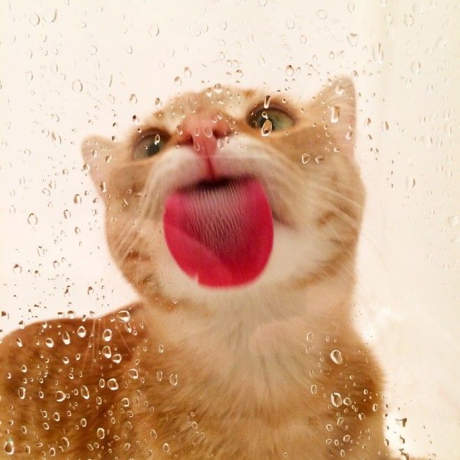 25 ЖИВОТНЫХ, КОТОРЫЕ ЛИЖУТ ОКНА — И КРАДУТ НАШИ СЕРДЦА! 25 ЖИВОТНЫХ, КОТОРЫЕ ЛИЖУТ ОКНА — И КРАДУТ НАШИ СЕРДЦА!