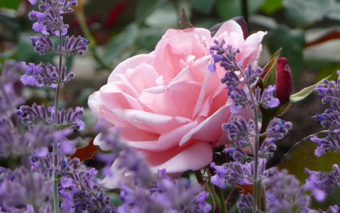 lavanda-foto-13-e1419759760878 (700x438, 80Kb)