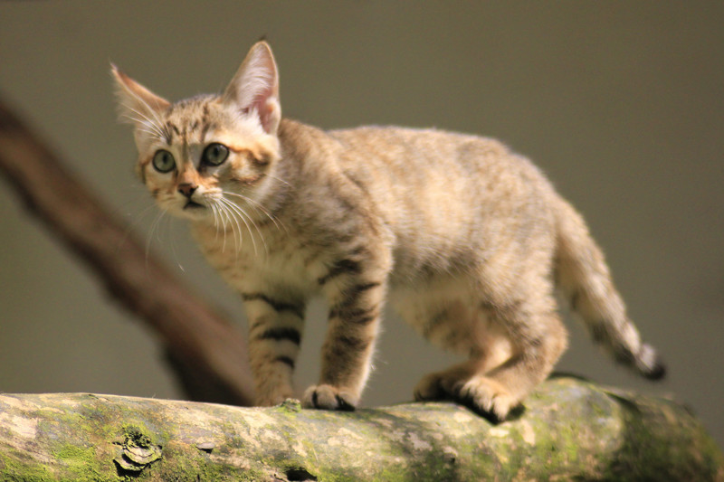 Вот она прародительница всех домашних кошаков - Felis sylvestris lybica, она же степная кошка. Порода кошек, животные, котики, кошки, фото