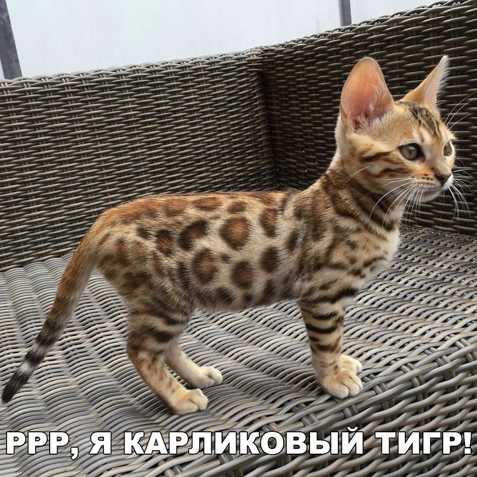 Смешные картинки с надписями для поднятия настроения (11 фото) Смешные картинки с надписями для поднятия настроения (11 фото)