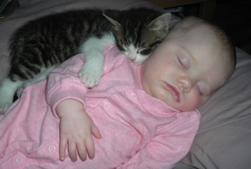 Почему мы любим кошек CatsGoldenHearts29 Почему мы любим кошек