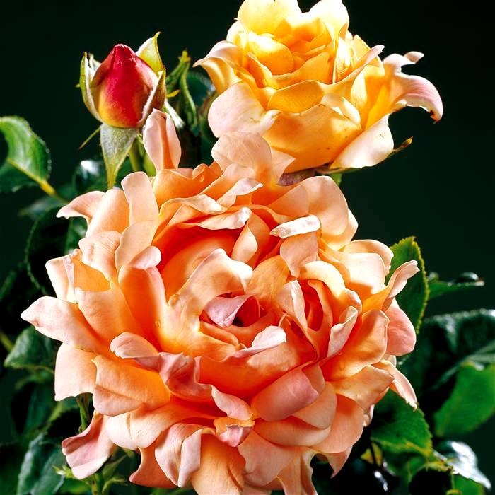 8 (700x700, 252Kb)