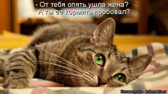 Котоматрицы (картинки с надписями)