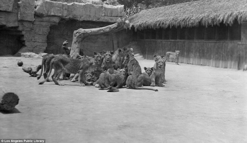 Знаменитая "голливудская львиная ферма": архивные фотографии 1925 - 1942 гг архивные снимки, архивные фото, дрессированные, дрессировщик, лев, львы, сша