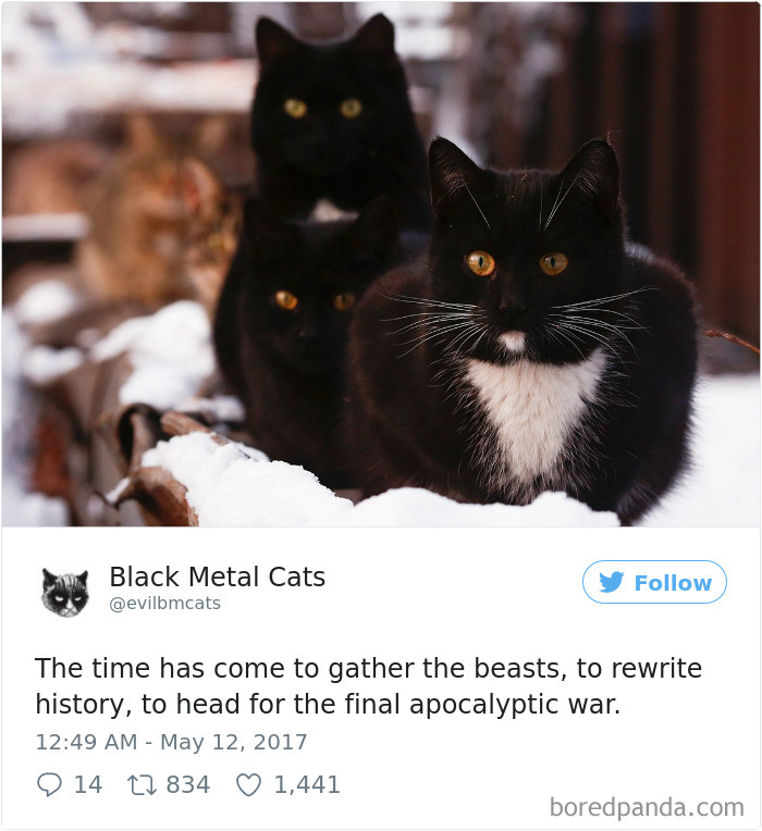 Black-metal-cats-lyrics-tweets