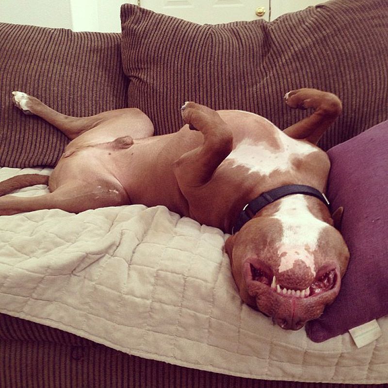 питбули, собаки, стиль