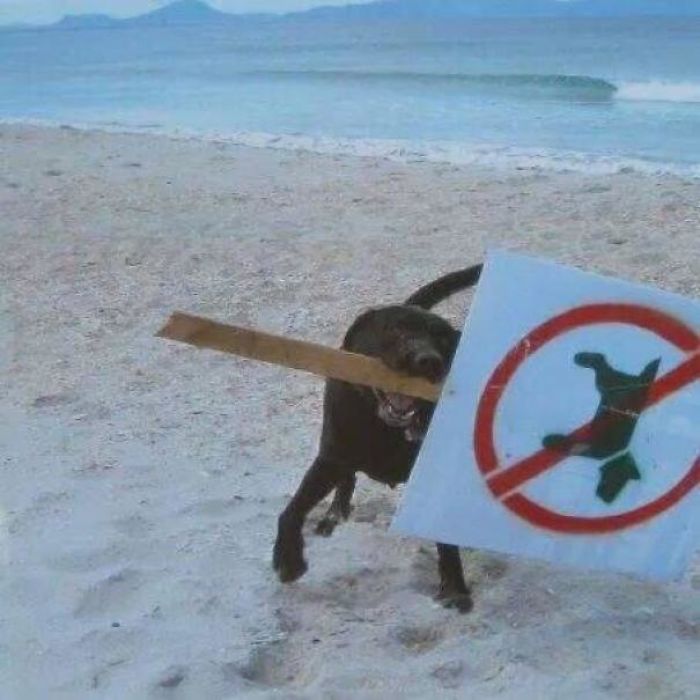 This Dog Understands