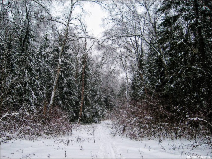 Редкое явление природы - после ледяного дождя