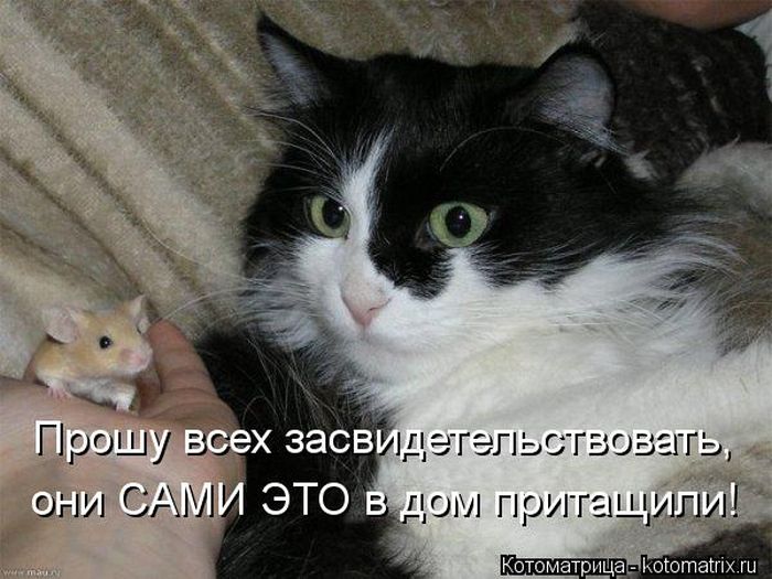 Котоматрицы великолепные, каждая с кусочком тепла, позитива и улыбкой! Котоматрицы великолепные, каждая с кусочком тепла, позитива и улыбкой!